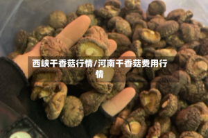 西峡干香菇行情/河南干香菇费用行情