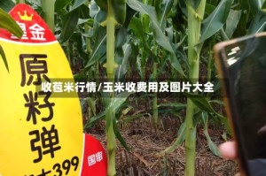 收苞米行情/玉米收费用及图片大全