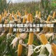 玉米淀粉行情监测/玉米淀粉行情监测7日以上怎么算
