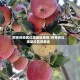 阿克苏地区红旗坡区疫情/阿克苏红旗坡片区管委会