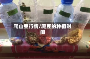 爬山豆行情/爬豆的种植时间