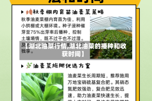 【湖北油菜行情,湖北油菜的播种和收获时间】