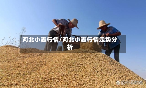 河北小麦行情/河北小麦行情走势分析-第1张图片