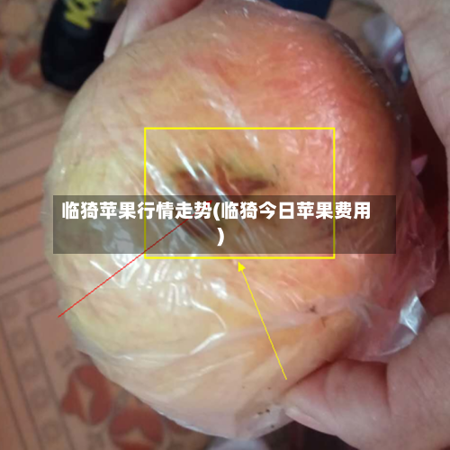 临猗苹果行情走势(临猗今日苹果费用)-第1张图片