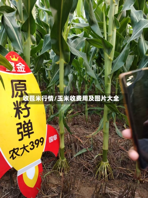 收苞米行情/玉米收费用及图片大全-第1张图片