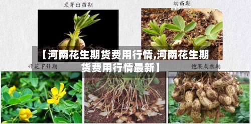 【河南花生期货费用行情,河南花生期货费用行情最新】-第1张图片