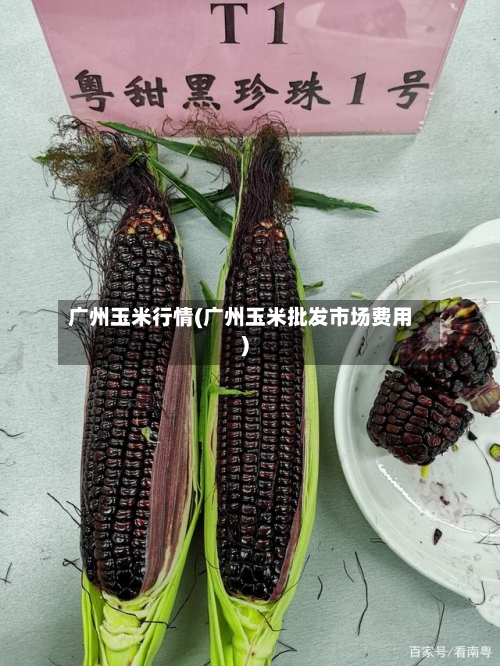 广州玉米行情(广州玉米批发市场费用)-第1张图片