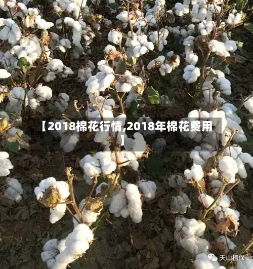 【2018棉花行情,2018年棉花费用】-第3张图片