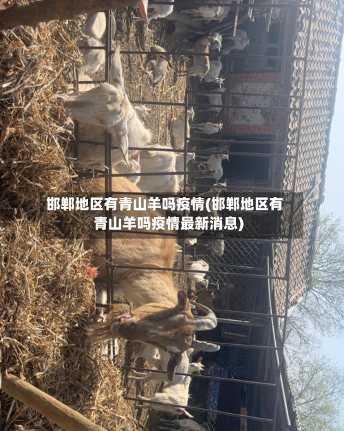 邯郸地区有青山羊吗疫情(邯郸地区有青山羊吗疫情最新消息)-第1张图片