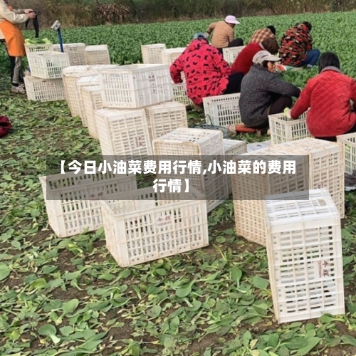【今日小油菜费用行情,小油菜的费用行情】-第2张图片
