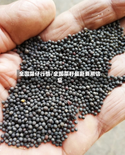全国菜仔行情/全国菜籽最新费用信息-第2张图片